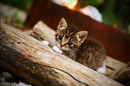 Dota 2 战队教练团队加强战术布置，dota2教练位